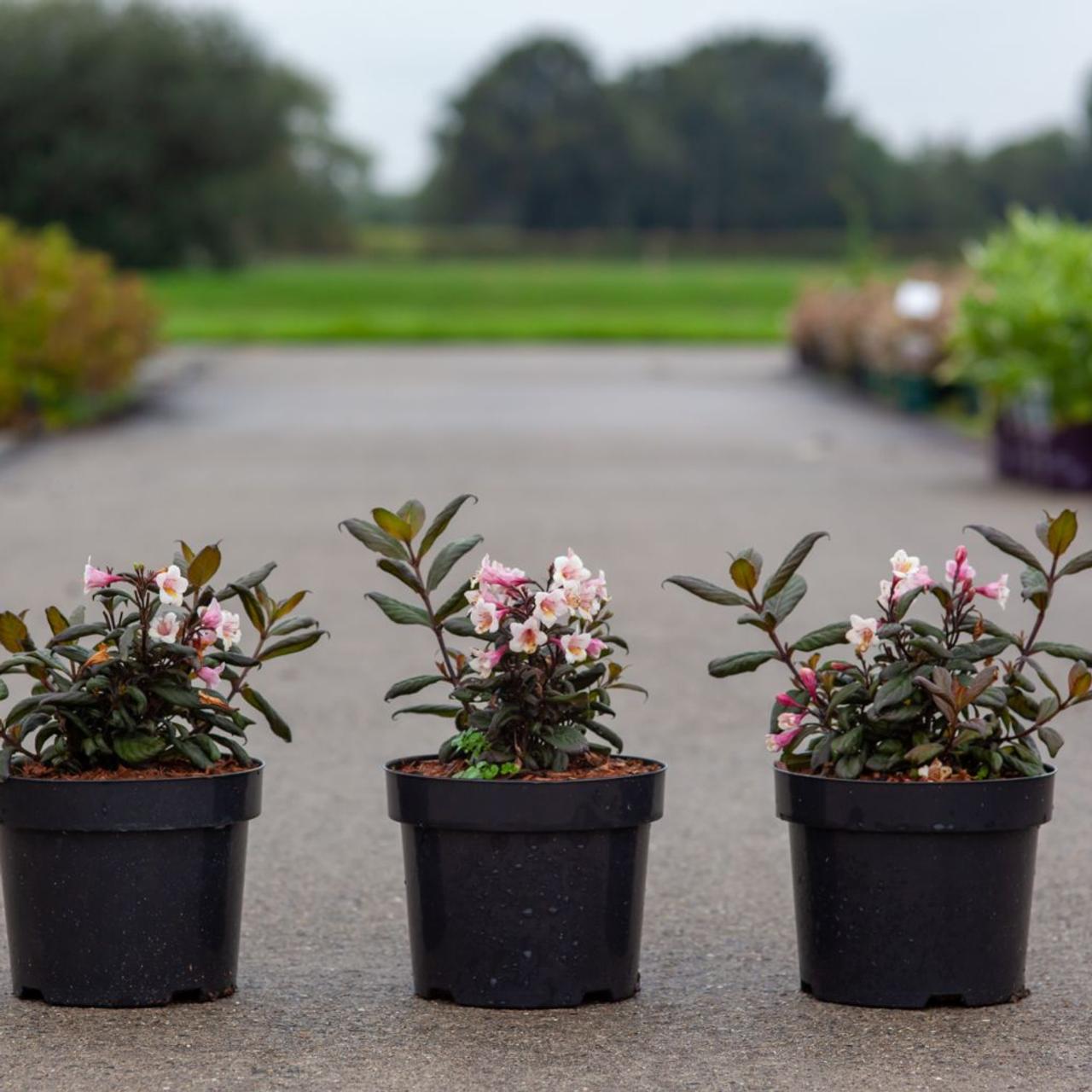 weigela-tvp-2 Weigela 'TVP 2' plant