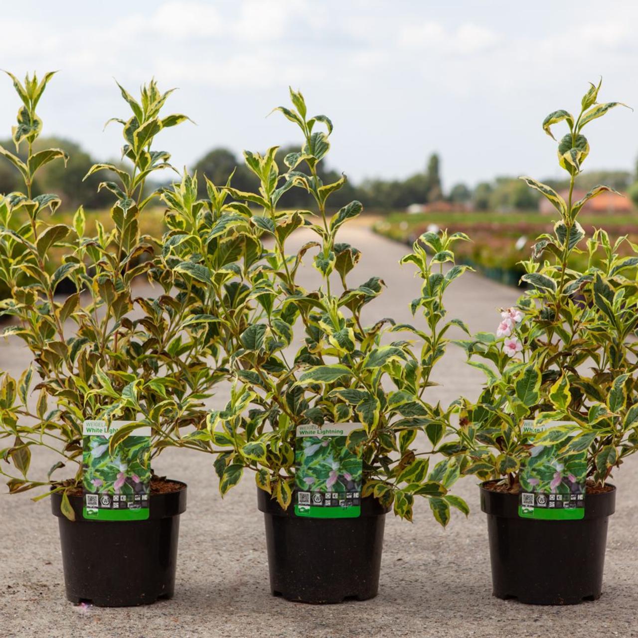 Weigela 'White Lightning' plant