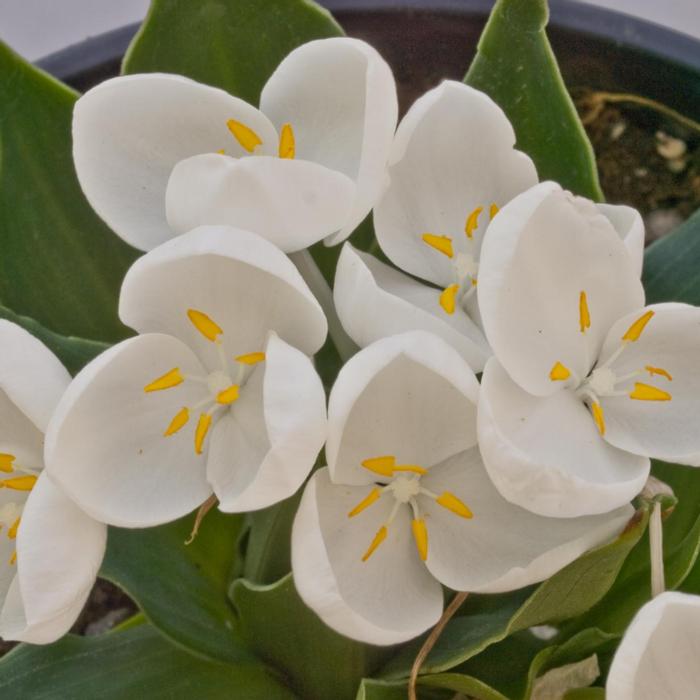 Weldenia candida plant