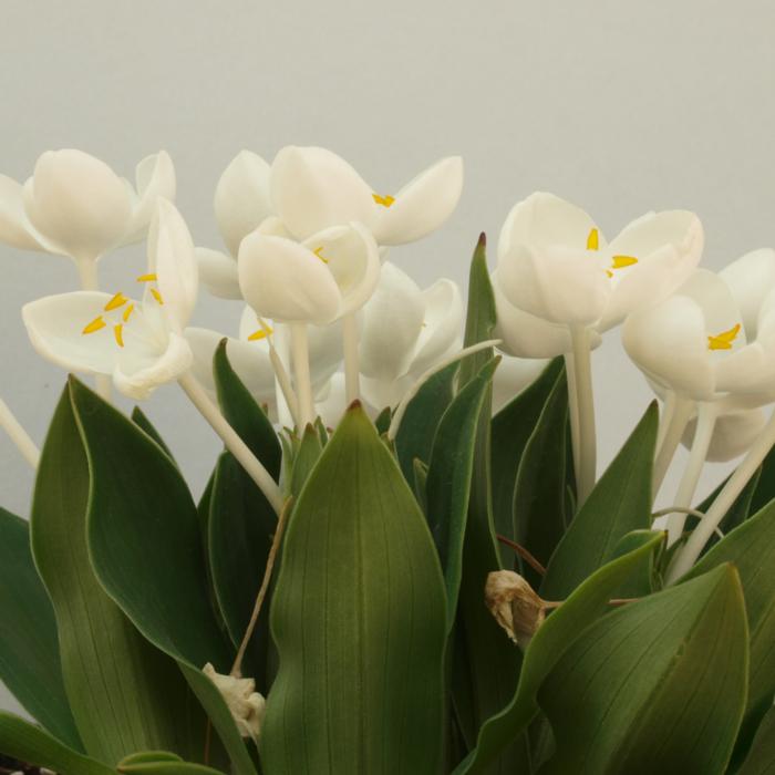 Weldenia candida plant