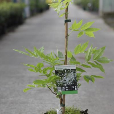 wisteria-brachybotrys-kapiteyn-fuji
