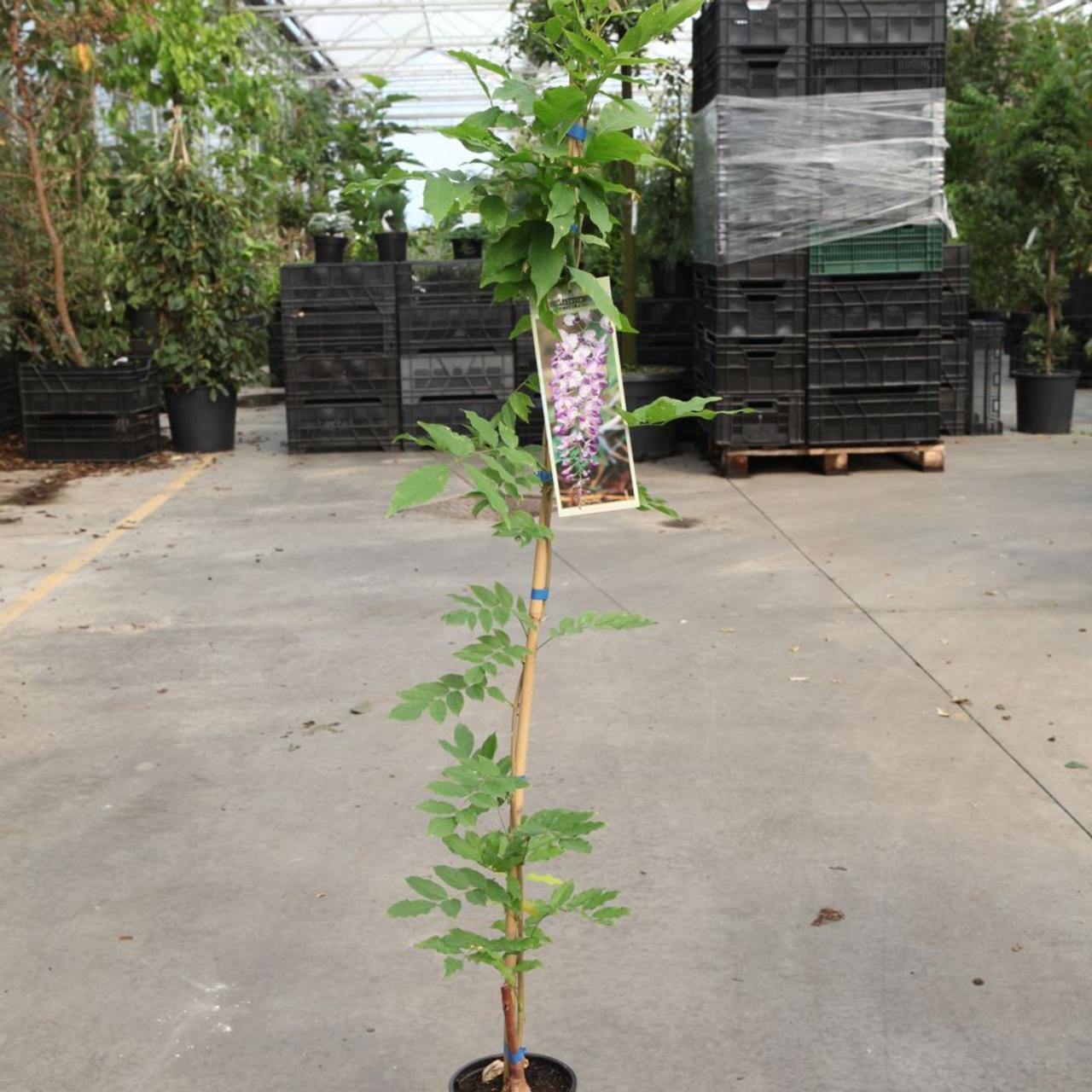 Wisteria formosa 'Issai' plant