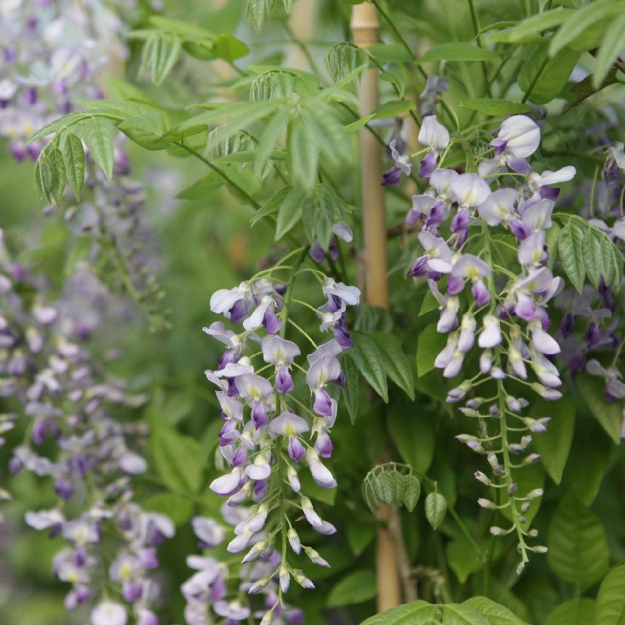 Wisteria sinensis 'Prolific' plant