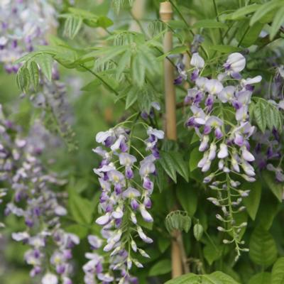 wisteria-sinensis-prolific