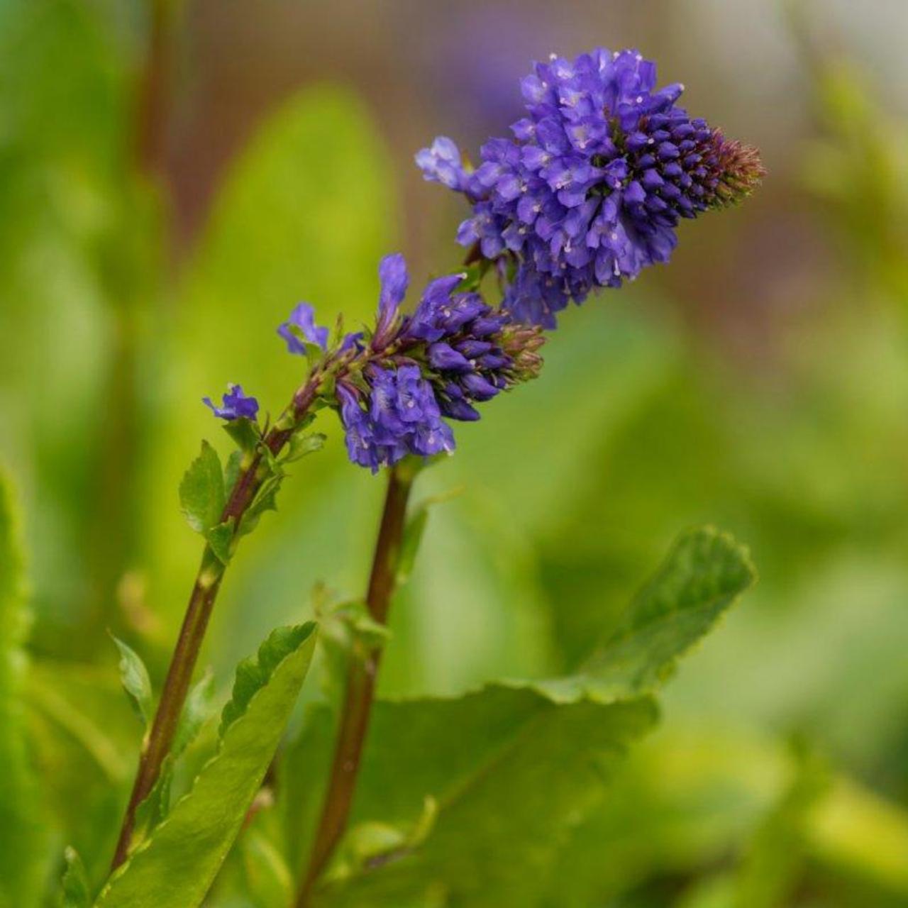 Wulfenia schwarzii plant