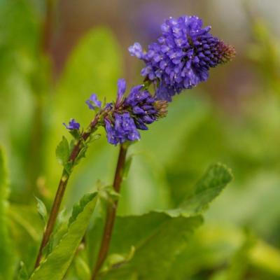 wulfenia-schwarzii