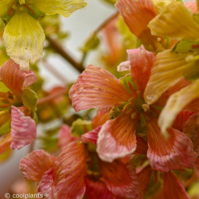 Xanthoceras sorbifolium 'Happy Orange' plant