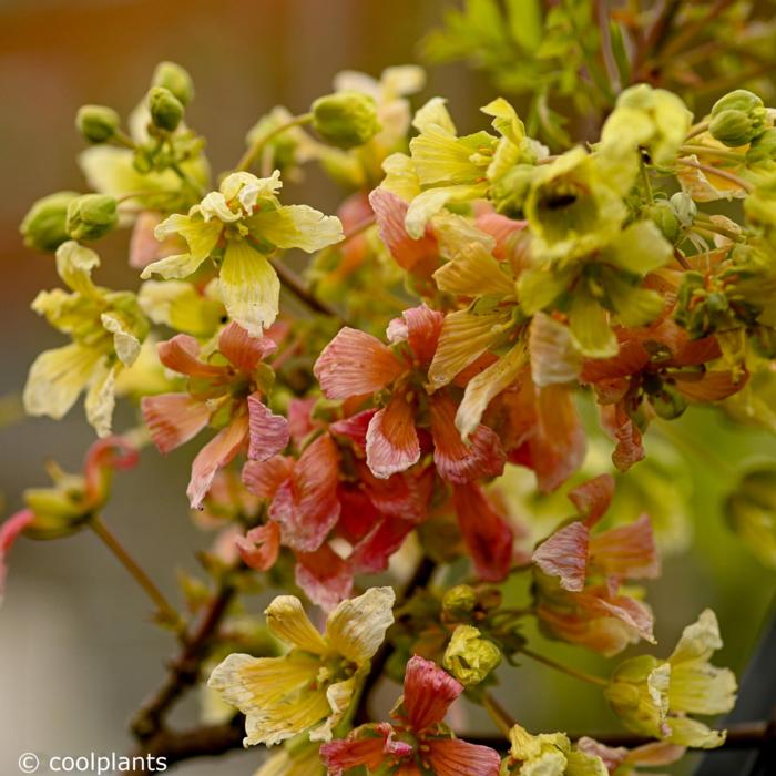 Xanthoceras sorbifolium 'Happy Orange' plant