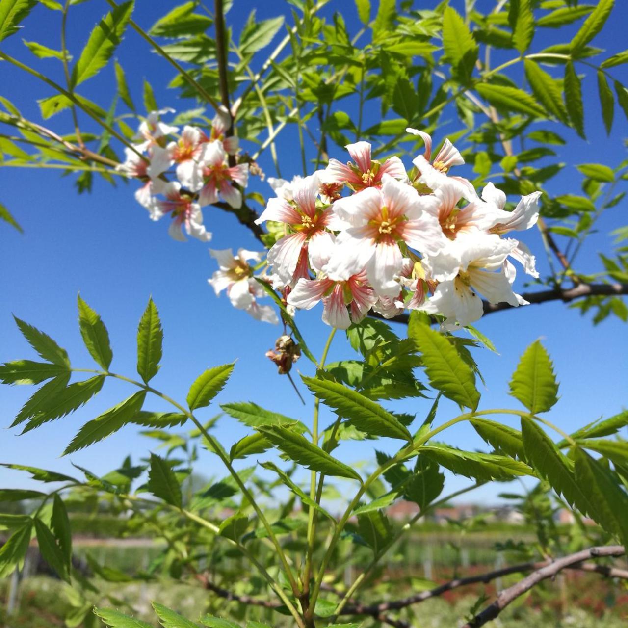 Xanthoceras sorbifolium plant