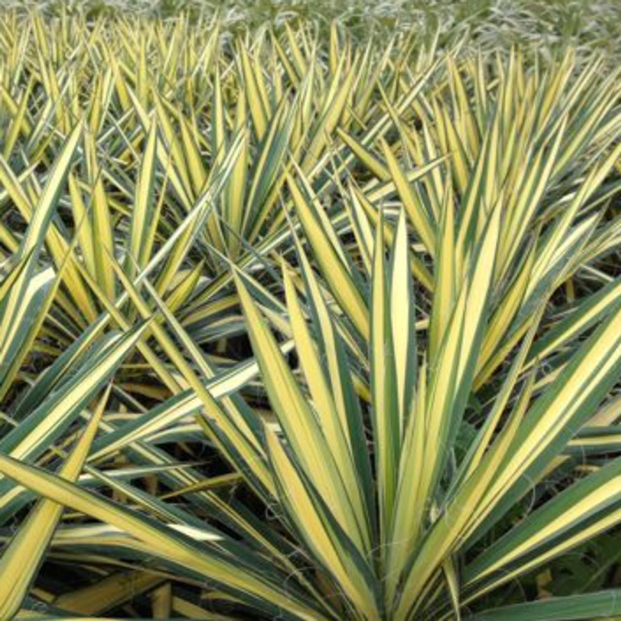 Yucca filamentosa 'Color Guard' plant