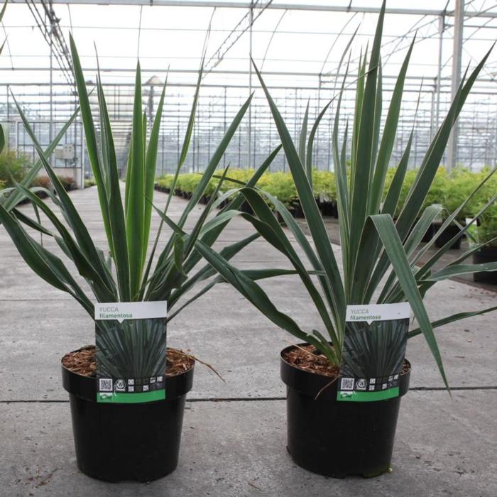 Yucca filamentosa plant