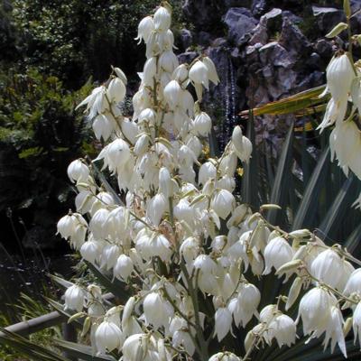 yucca-filamentosa