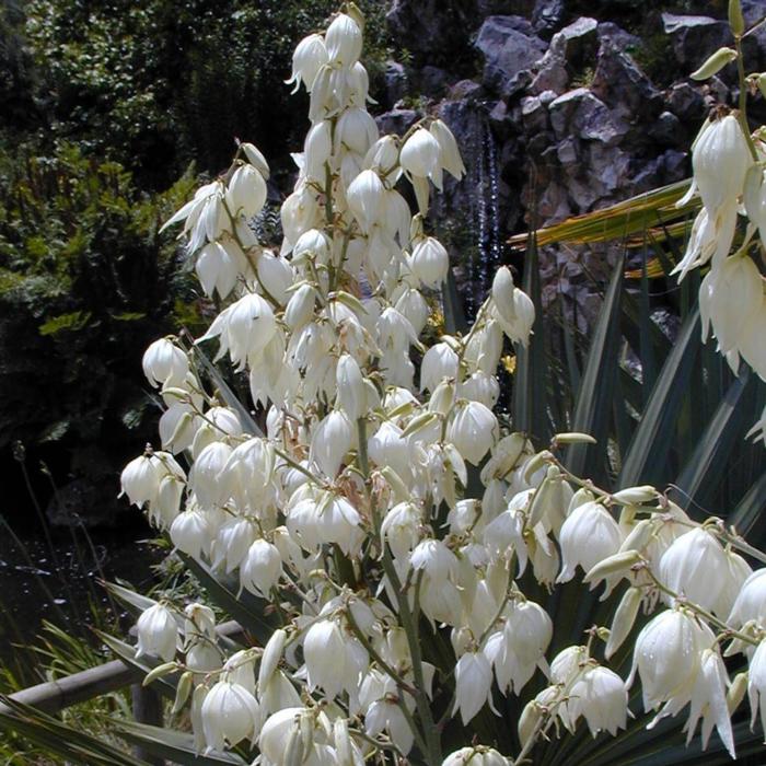 Yucca filamentosa plant