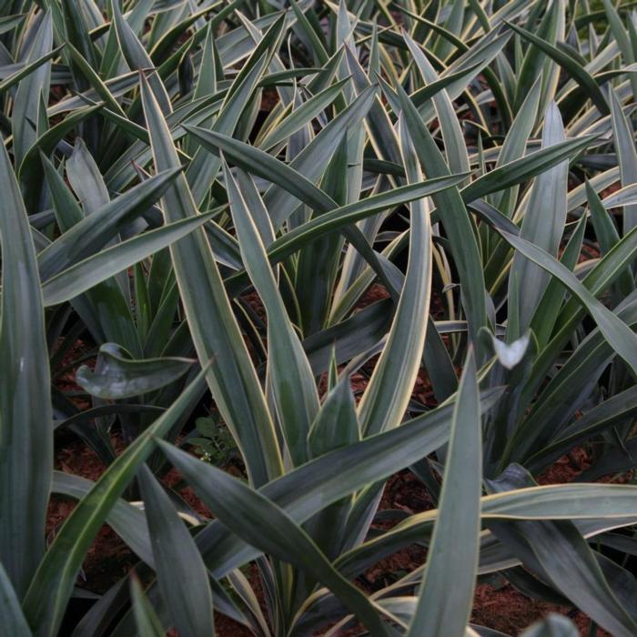 Yucca gloriosa 'Variegata' plant