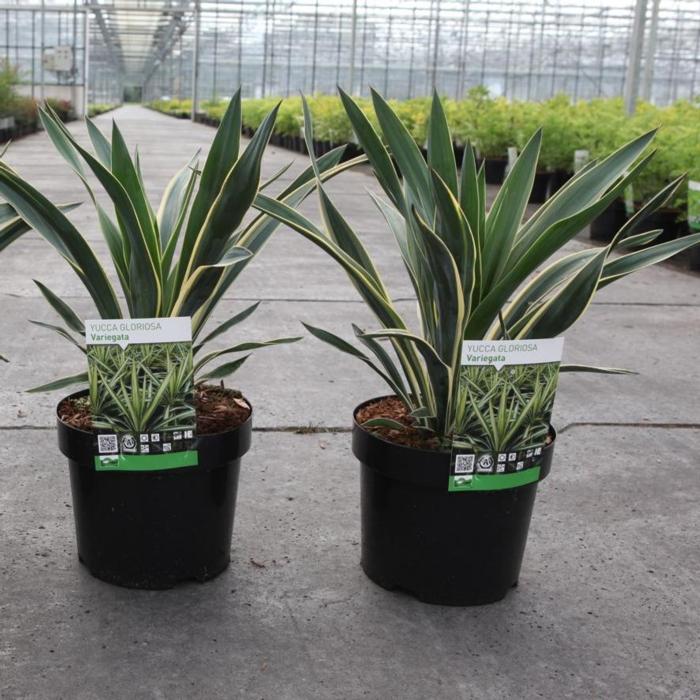 Yucca gloriosa 'Variegata' plant