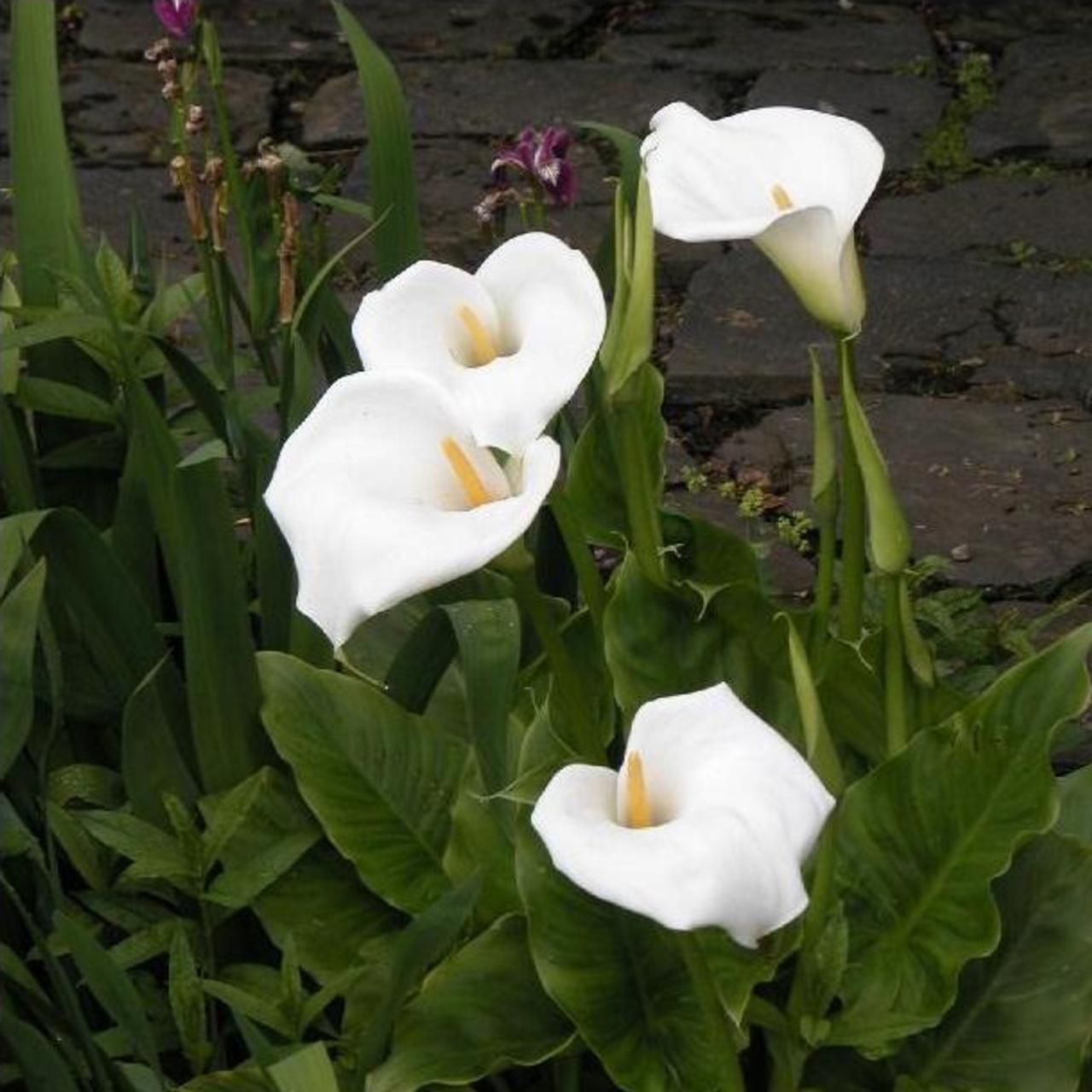 Zantedeschia aethiopica plant