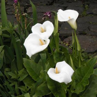 zantedeschia-aethiopica