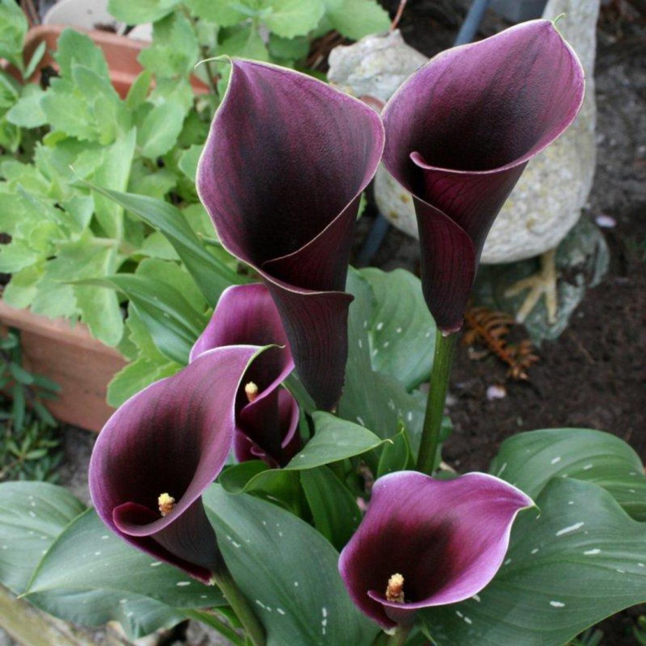 Zantedeschia 'Caruso' plant