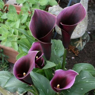 zantedeschia-caruso