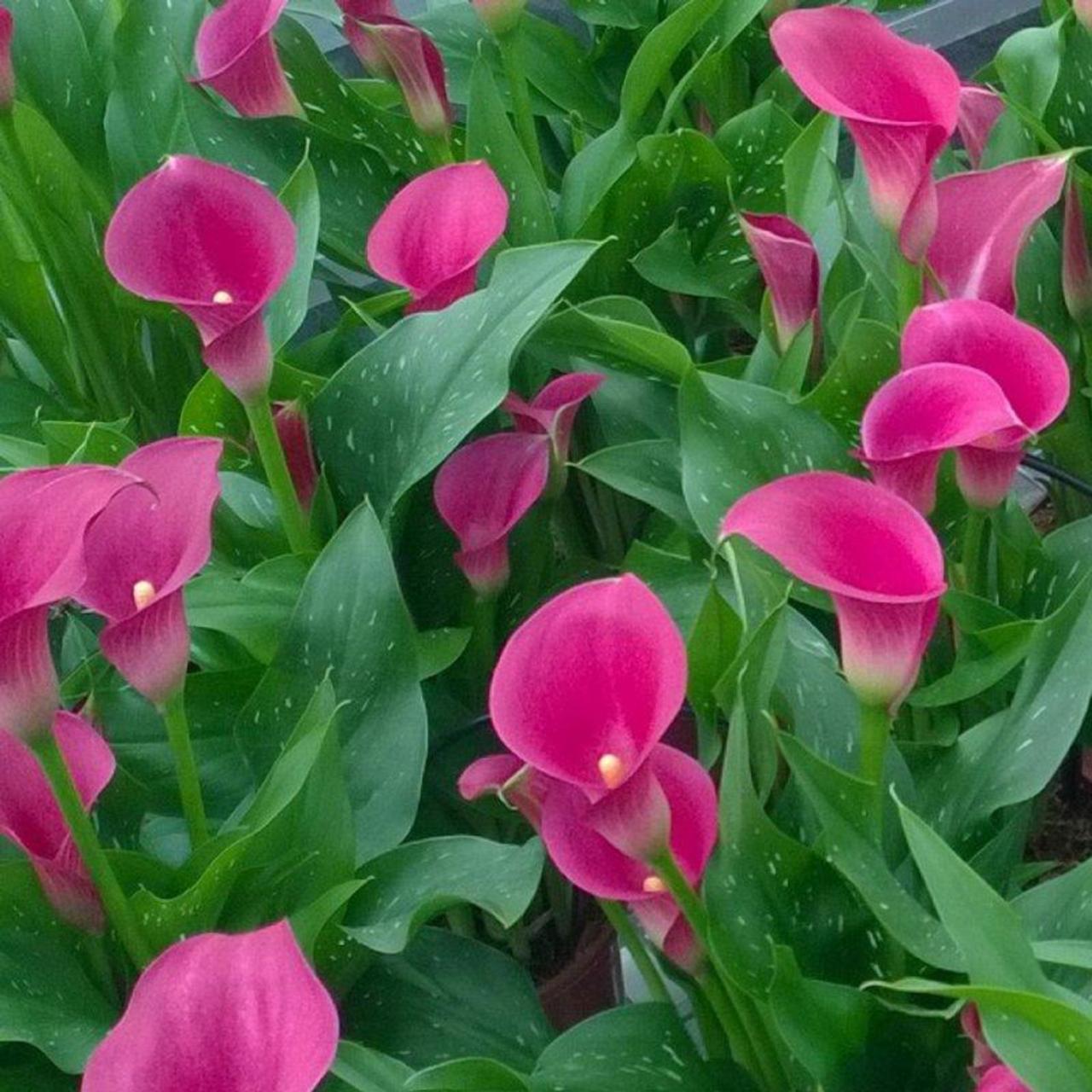 Zantedeschia 'Cheerio' plant