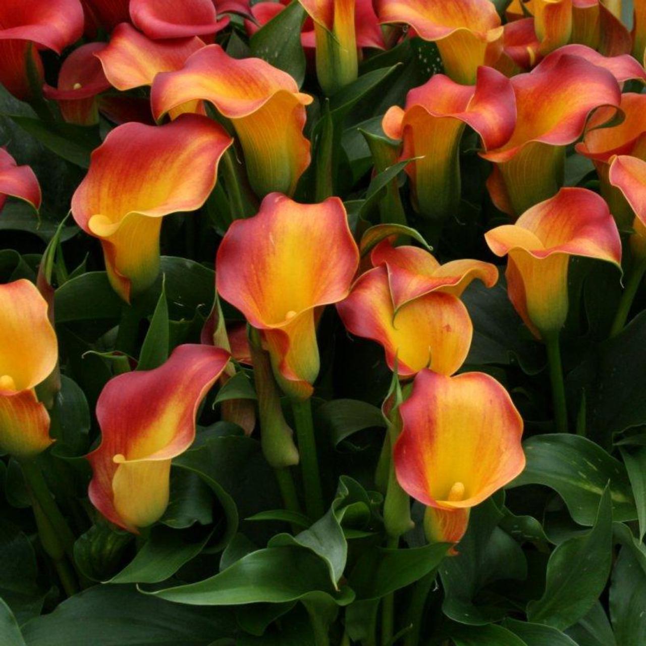 Zantedeschia 'Lido' plant