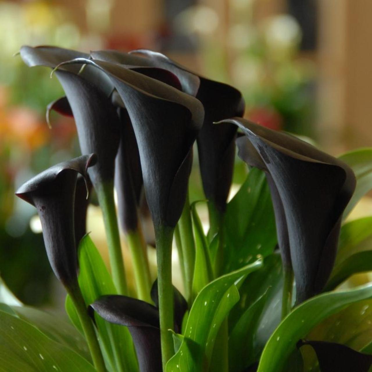 Zantedeschia 'Odessa' plant