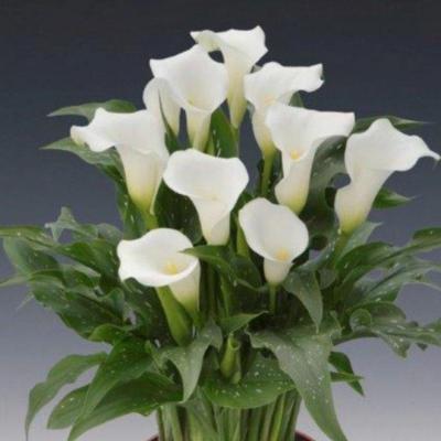 zantedeschia-snow-storm