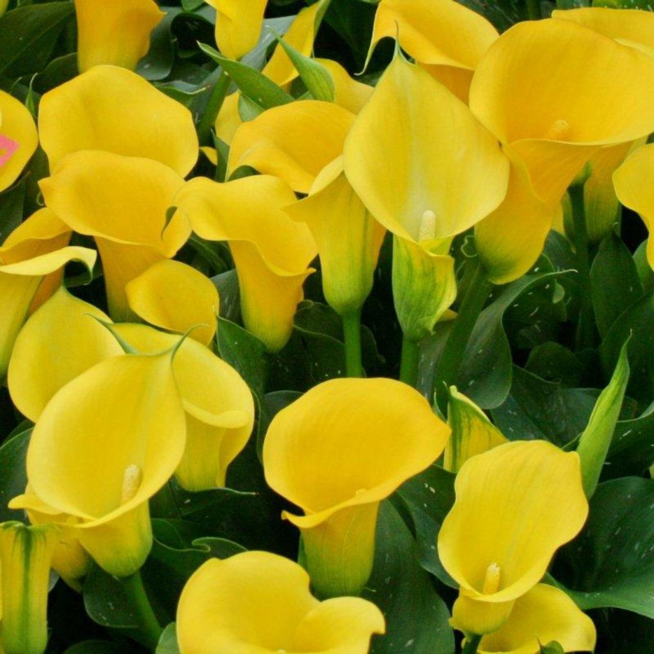 Zantedeschia 'Solo' plant