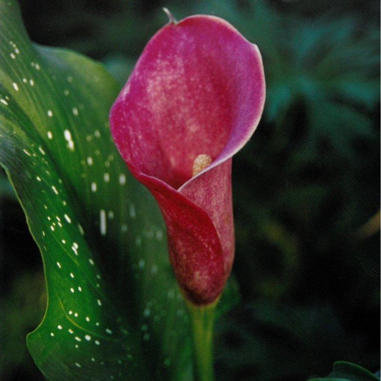 Zantedeschia 'Sumatra' plant
