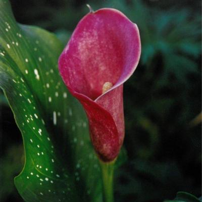 zantedeschia-sumatra