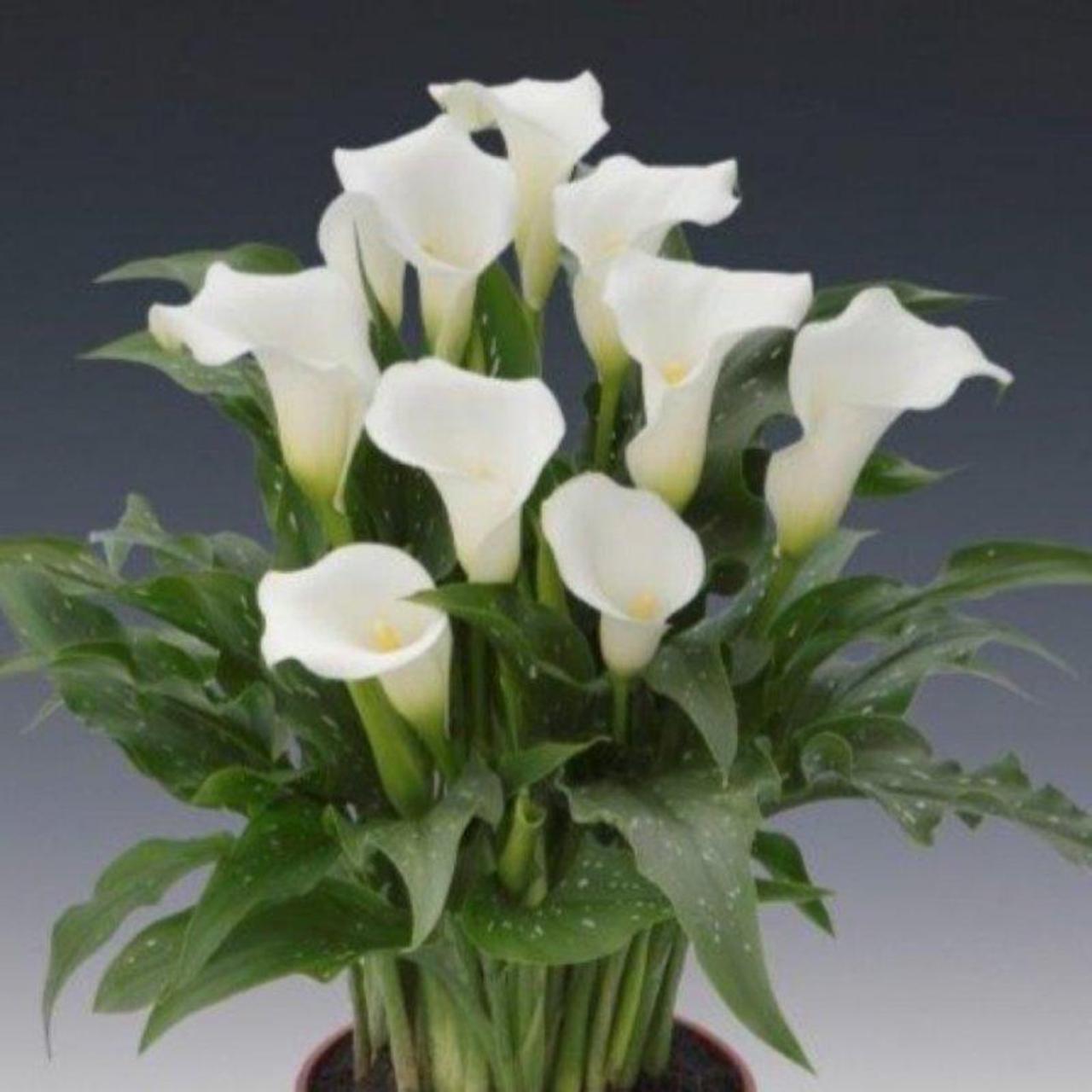 Zantedeschia 'White Art' plant