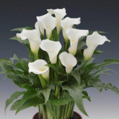 zantedeschia-white-art