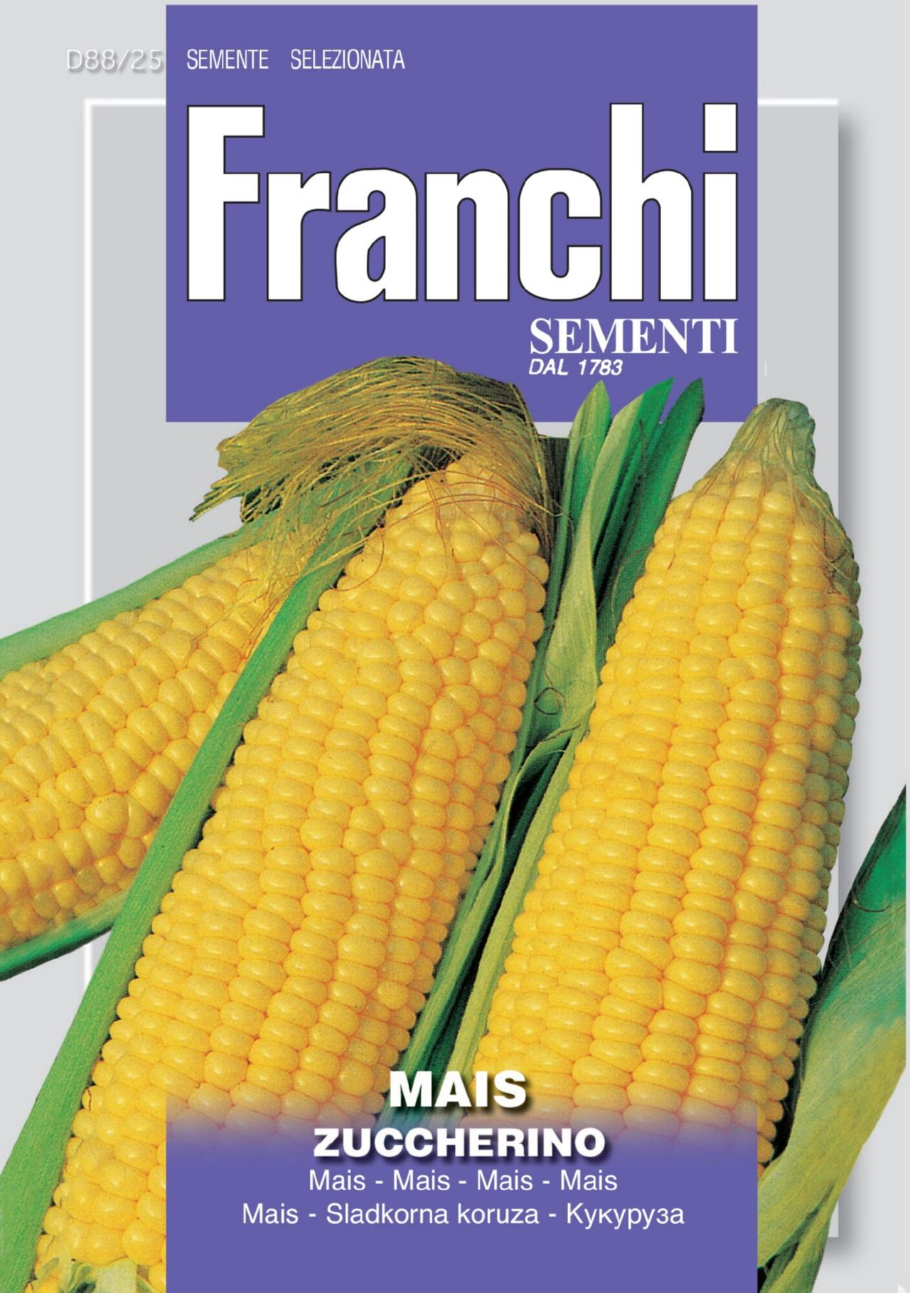 zea-mays-dolce Zea mays 'Dolce' plant