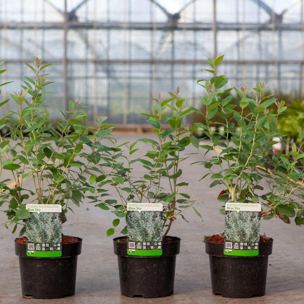 Zenobia pulverulenta 'Blue Sky' plant