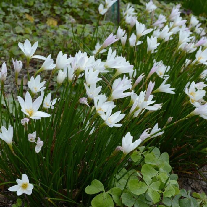 Zephyranthes candida plant