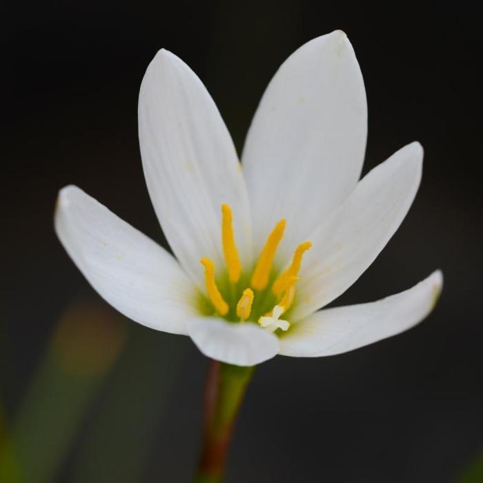 Zephyranthes candida plant